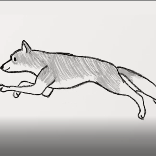 Dog Run